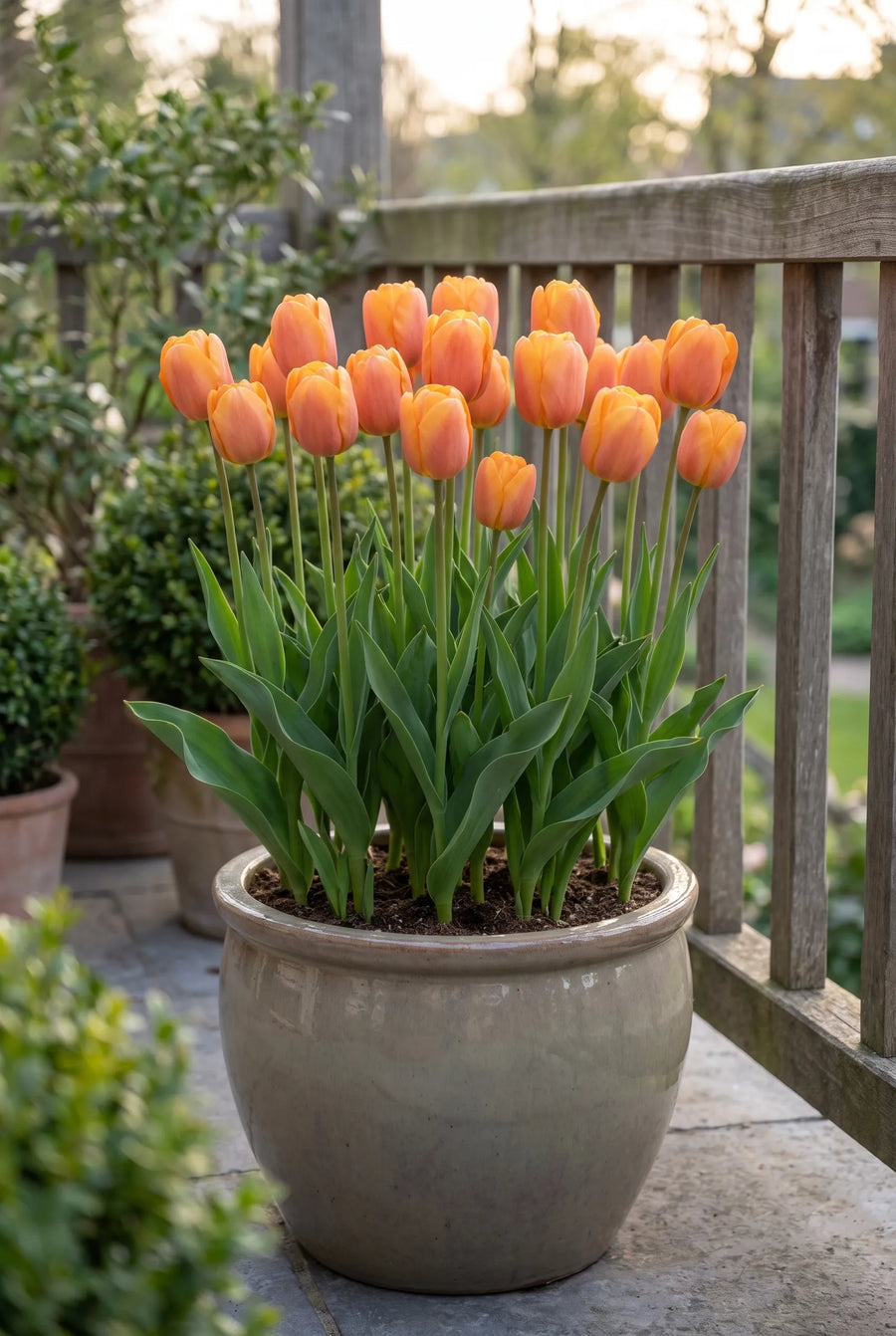 Tulipa Bellville — in pot op terras