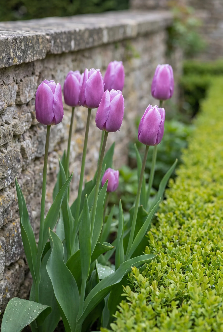 Tulipa Blue Beauty — in de border