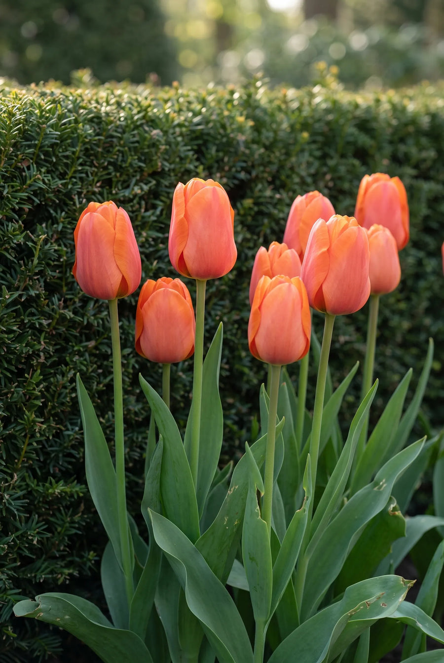 Tulipa Cadans — in de border