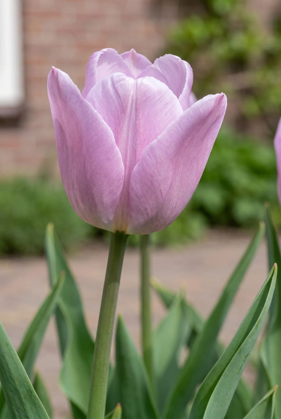 Tulipa Candy Prince — close-up van de bloem