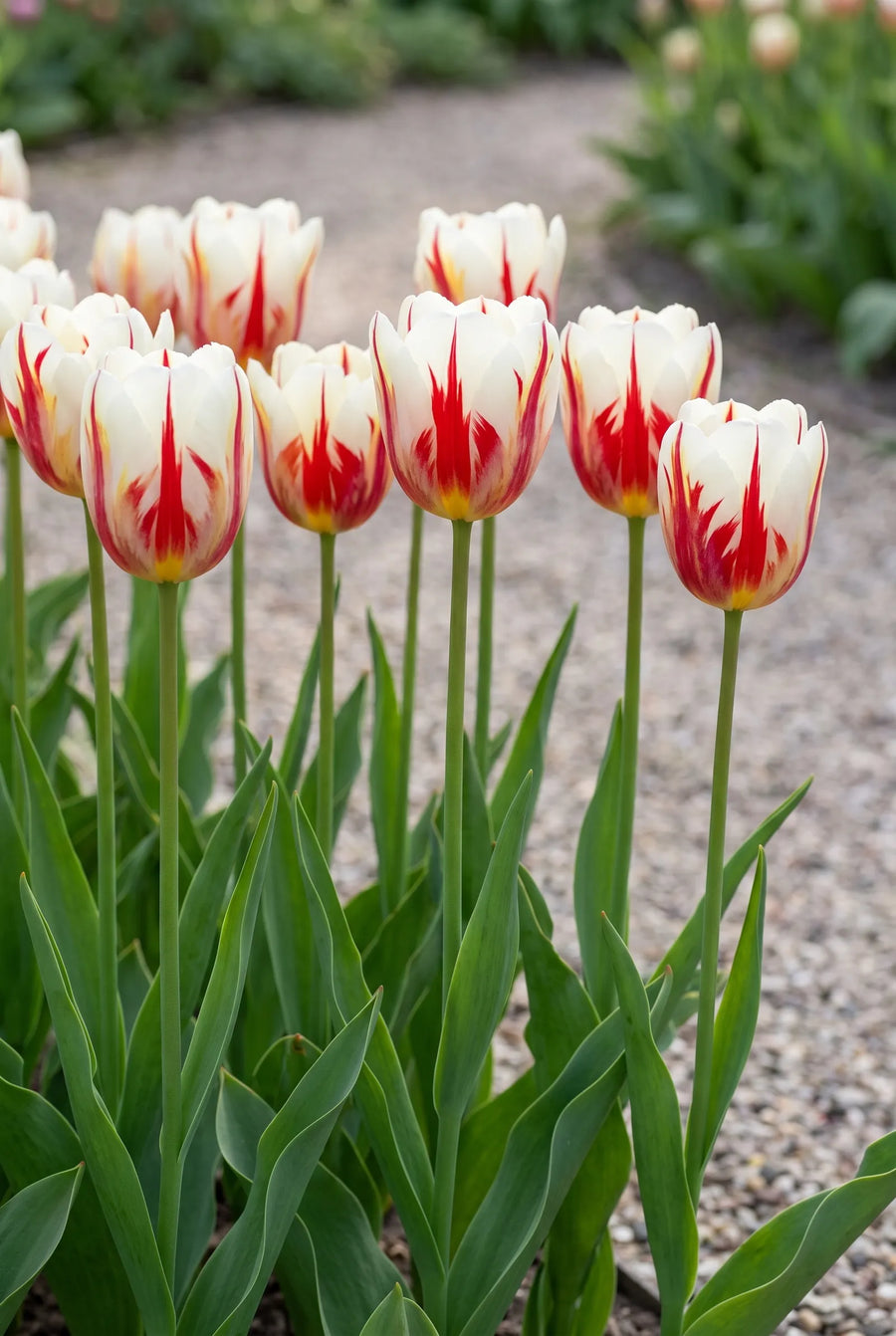 Tulipa Carnaval de Rio — groep in de tuinborder