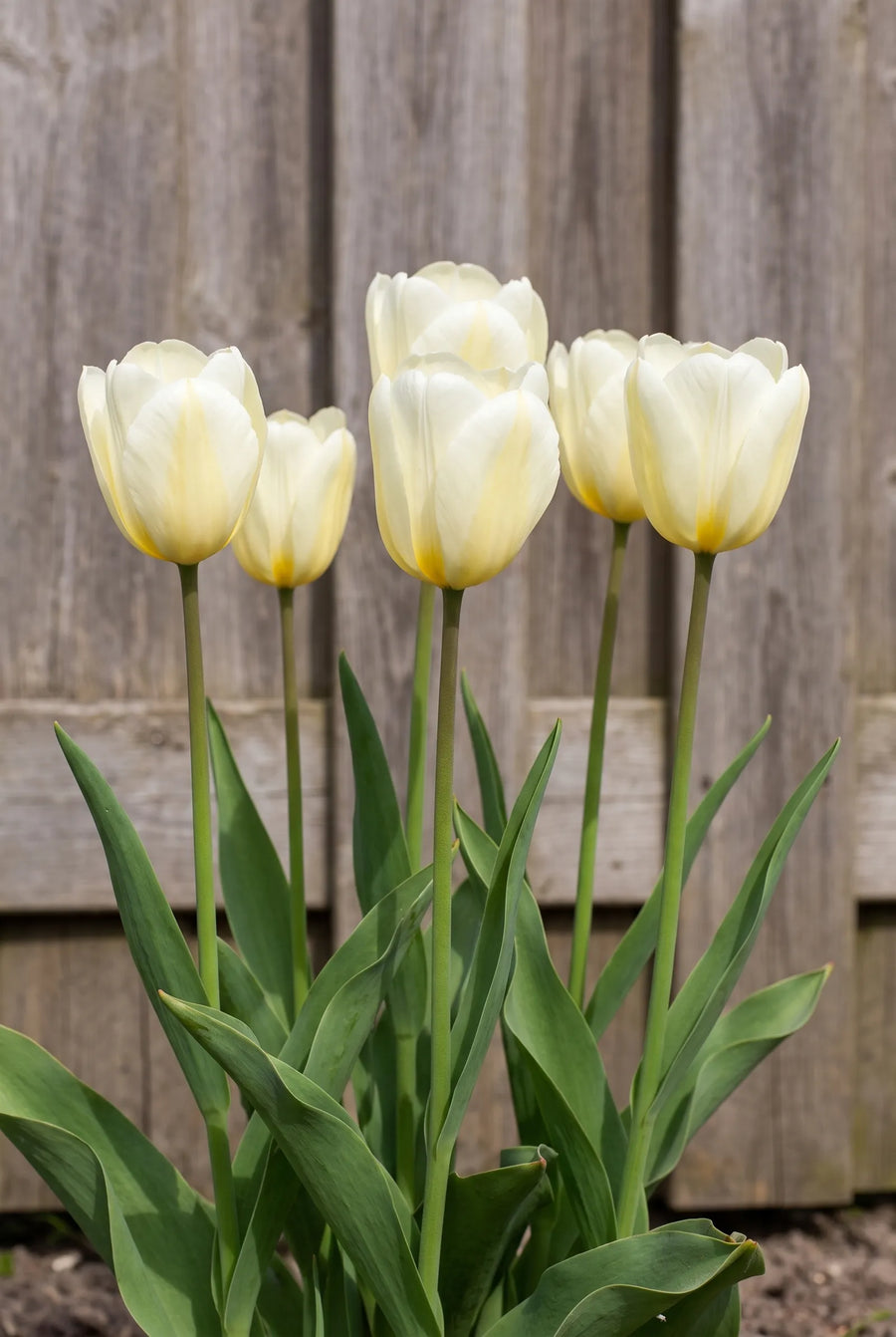 Tulipa Francoise — in de border