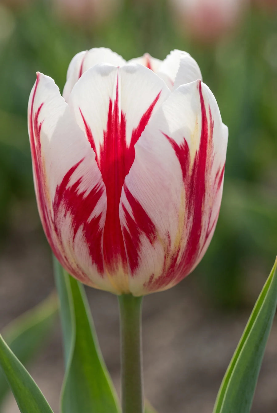 Tulipa Grand Perfection — close-up van de bloem