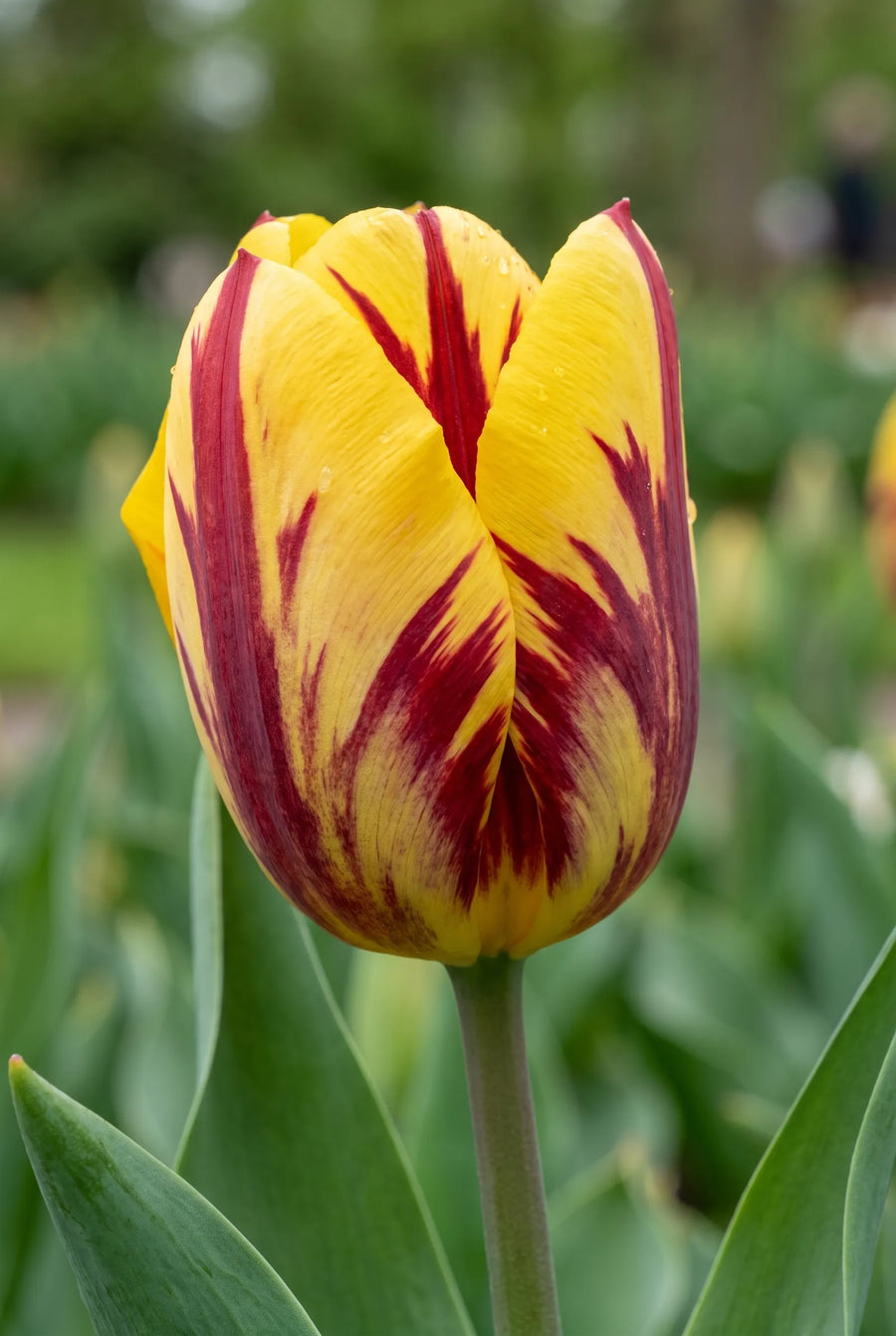 Tulipa Helmar — close-up van de bloem