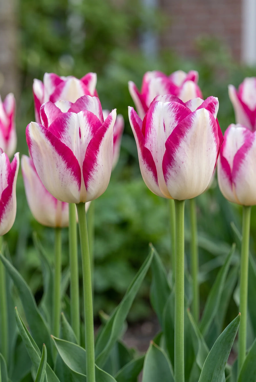Tulipa Hotpants — in de tuin