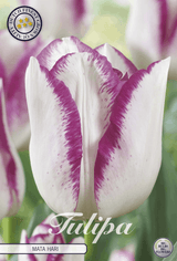 Tulipa Mata Hari