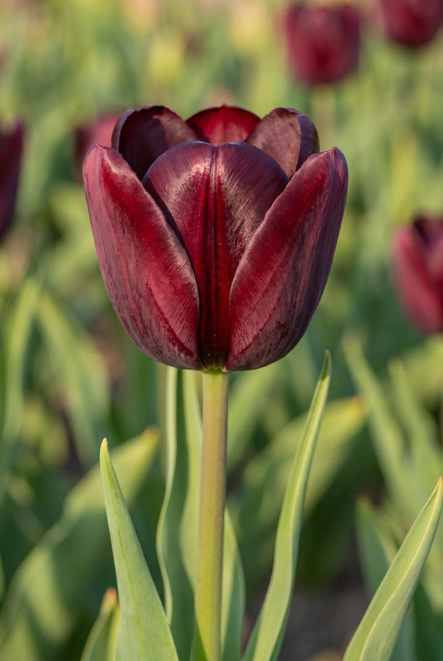 Tulipa National Velvet — close-up van de bloem