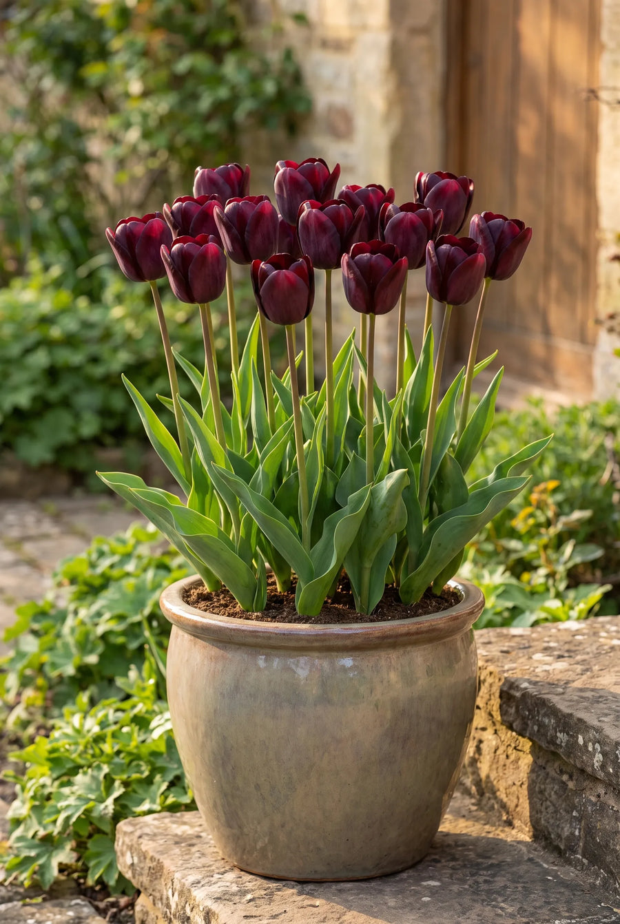 Tulipa National Velvet — in pot op terras