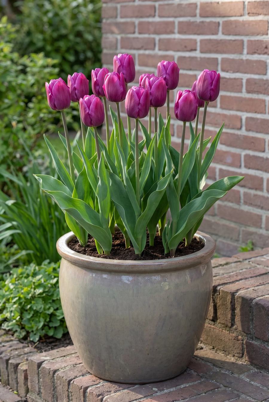 Tulipa Purple Prince — in pot op terras