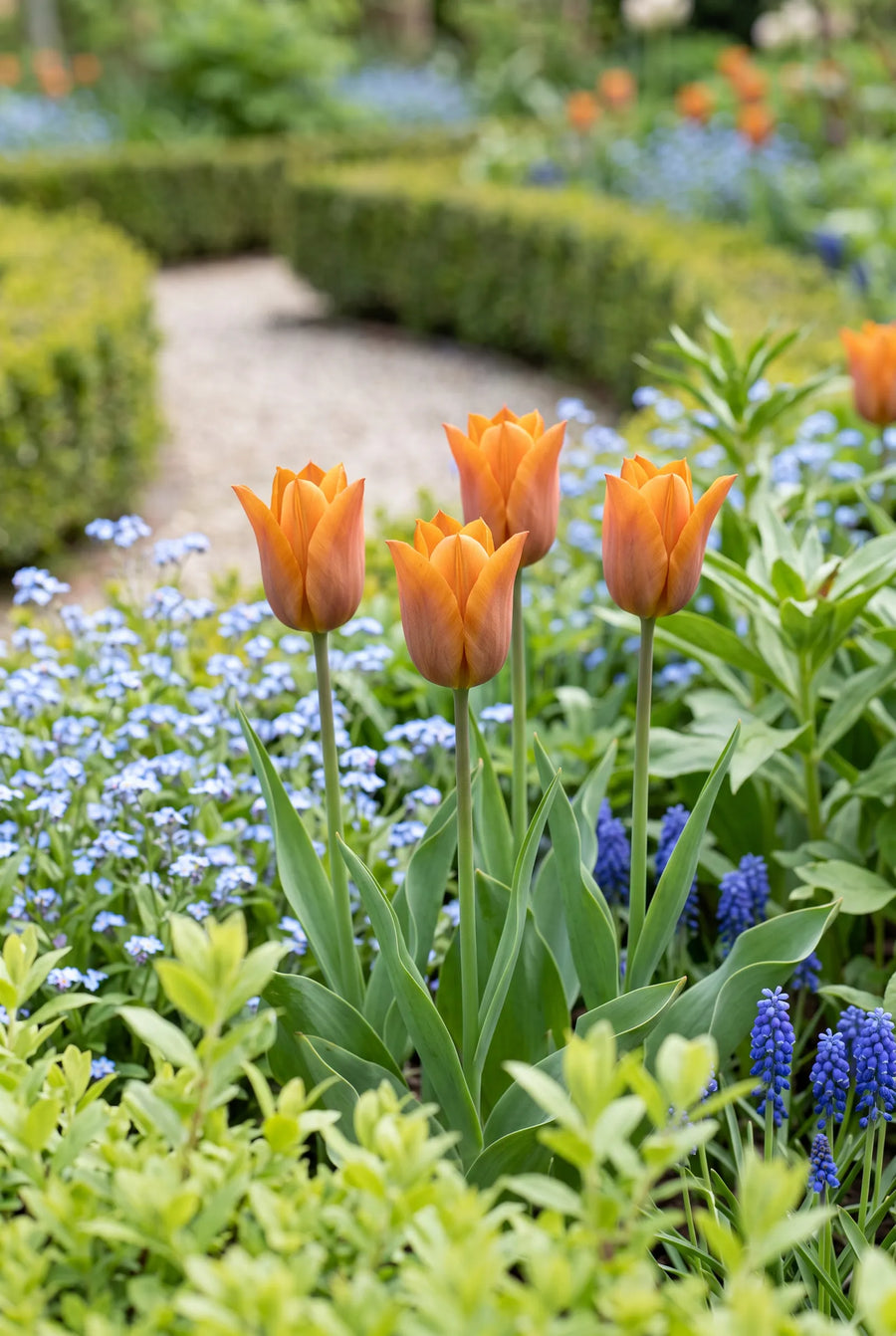 Tulipa Request — in de border