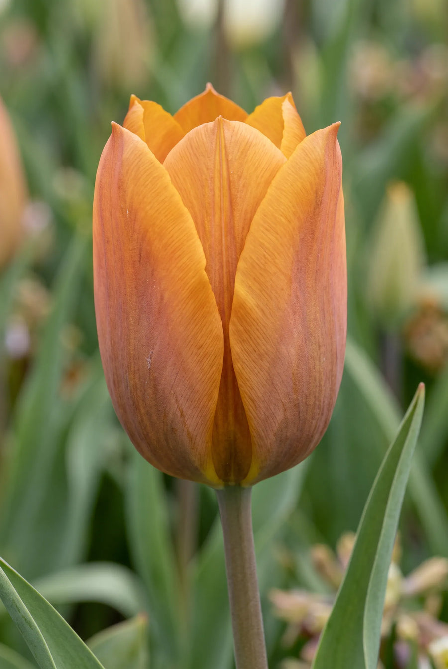 Tulipa Request — close-up van de bloem