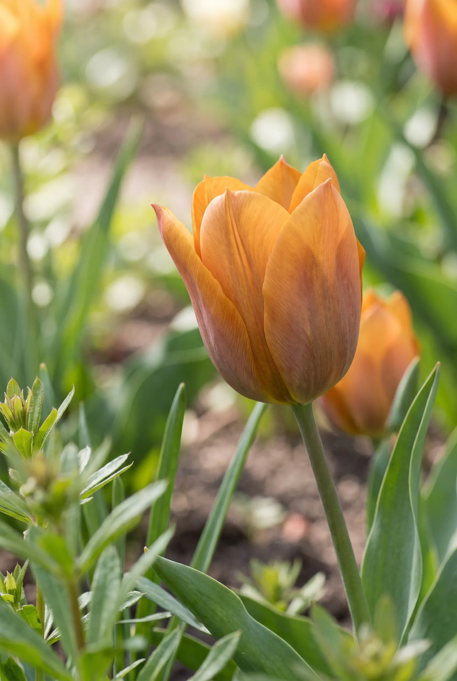 Tulipa Request — sfeerbeeld