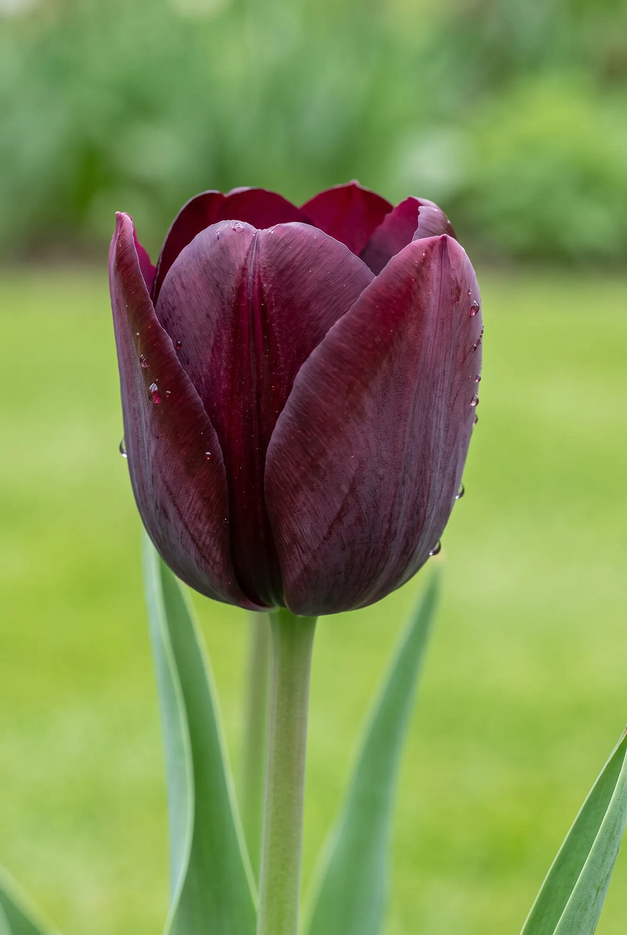 Tulipa Ronaldo — close-up van de bloem