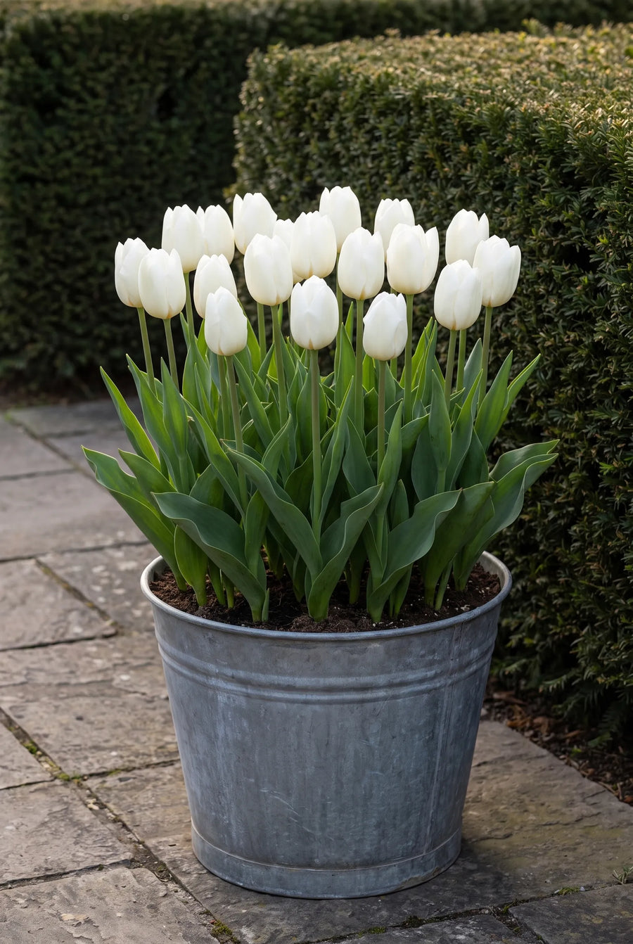 Tulipa Royal Virgin — in pot op terras