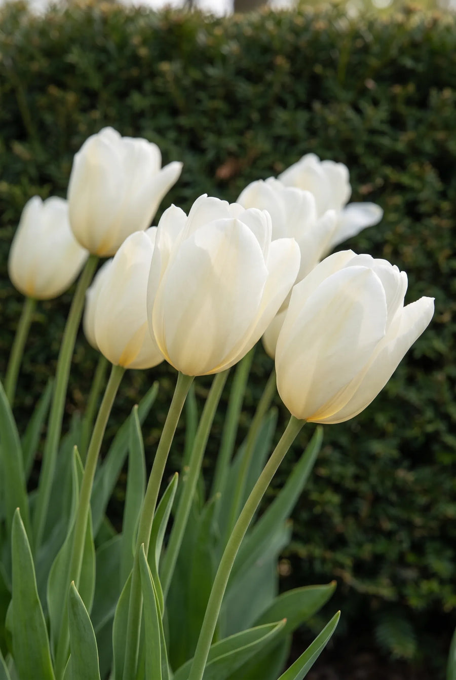 Tulipa Royal Virgin — sfeerbeeld