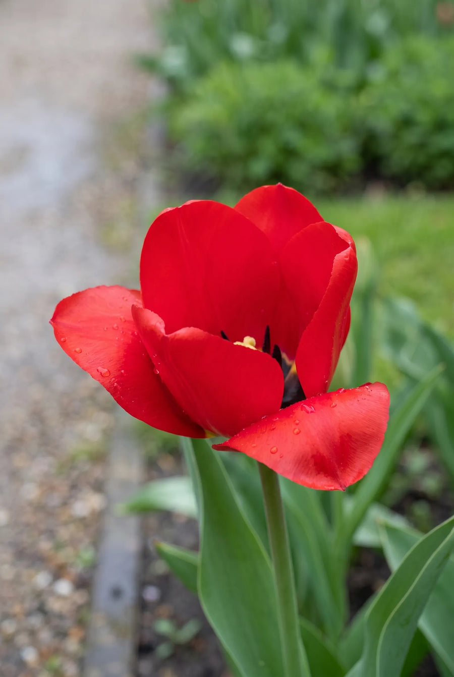 Tulipa Seadov — close-up van de bloem