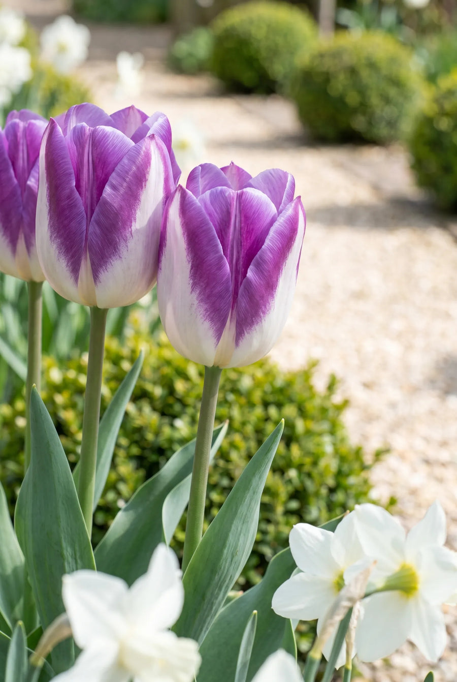 Tulipa Synaeda Blue — close-up van de bloem
