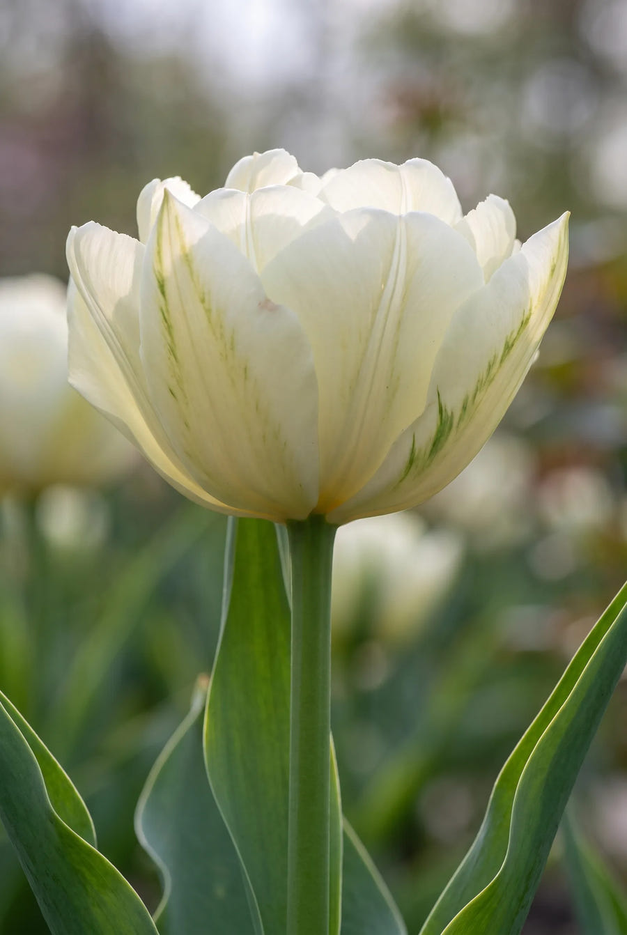 Tulipa Exotic Emperor — close-up van de bloem