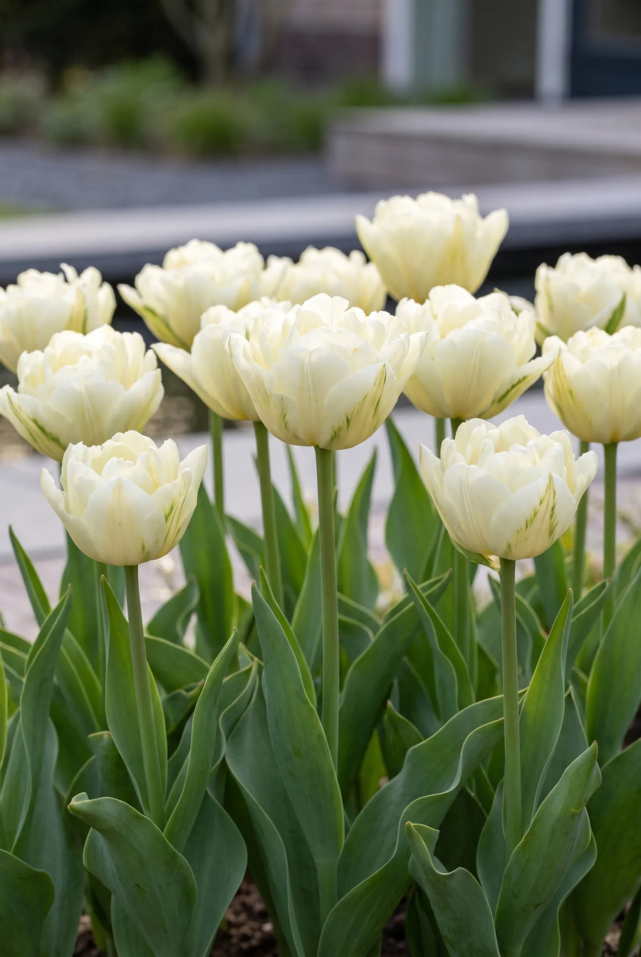 Tulipa Exotic Emperor — groep in de tuinborder