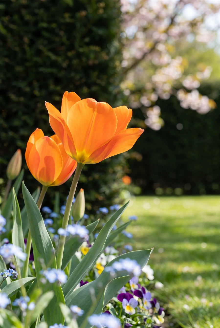 Tulipa Orange Emperor — close-up van de bloem