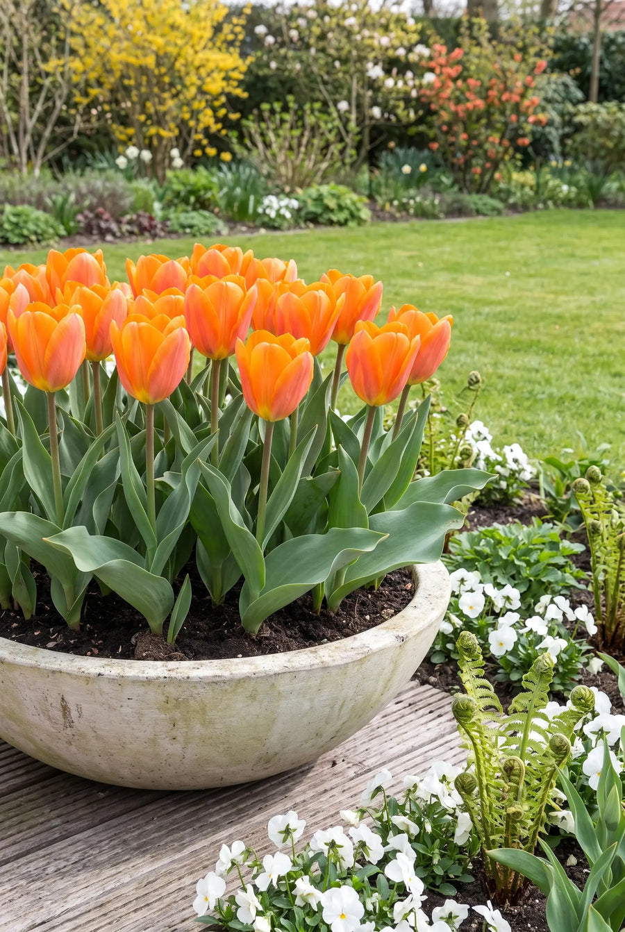 Tulipa Orange Emperor — in pot op terras