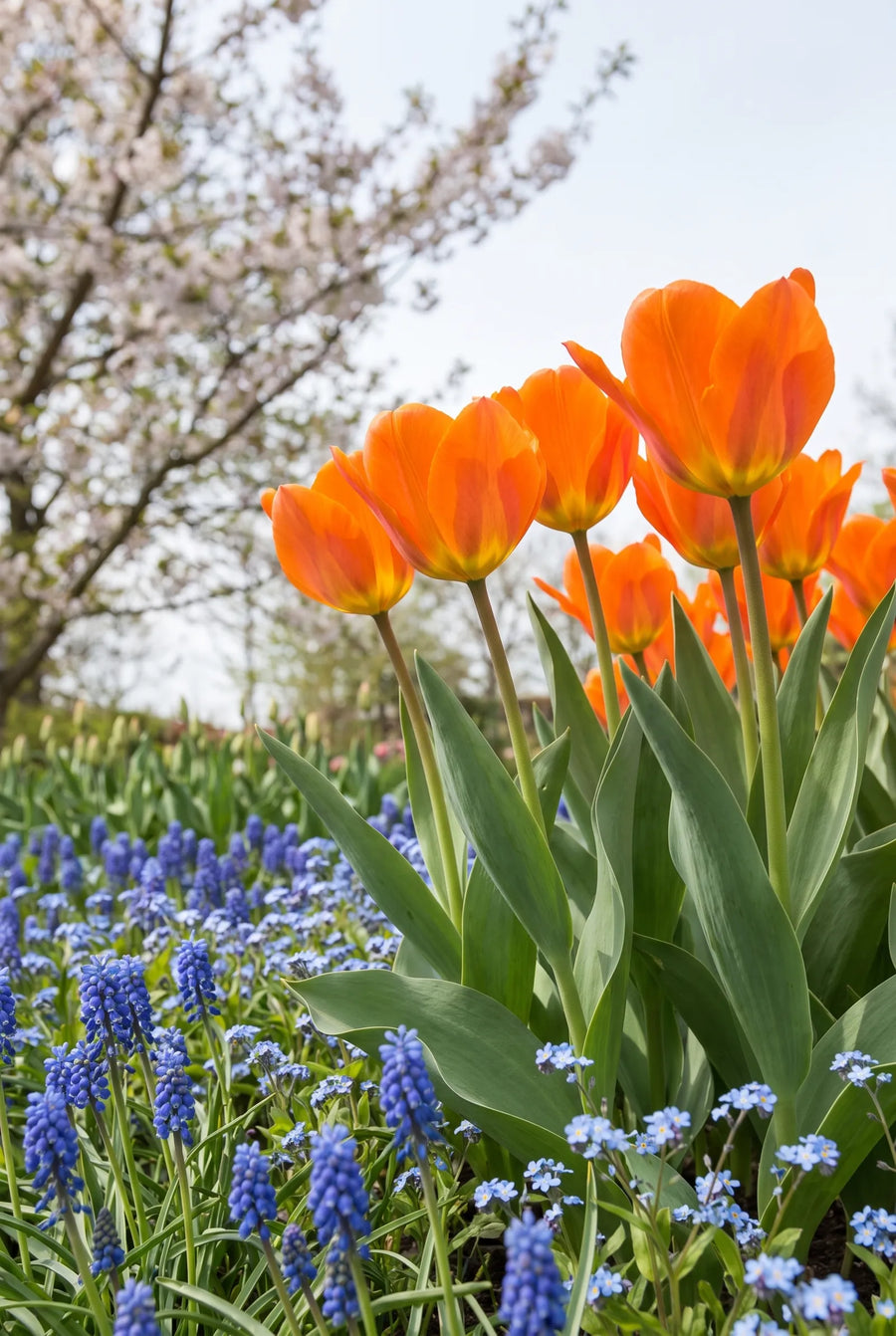 Tulipa Orange Emperor — in de tuin