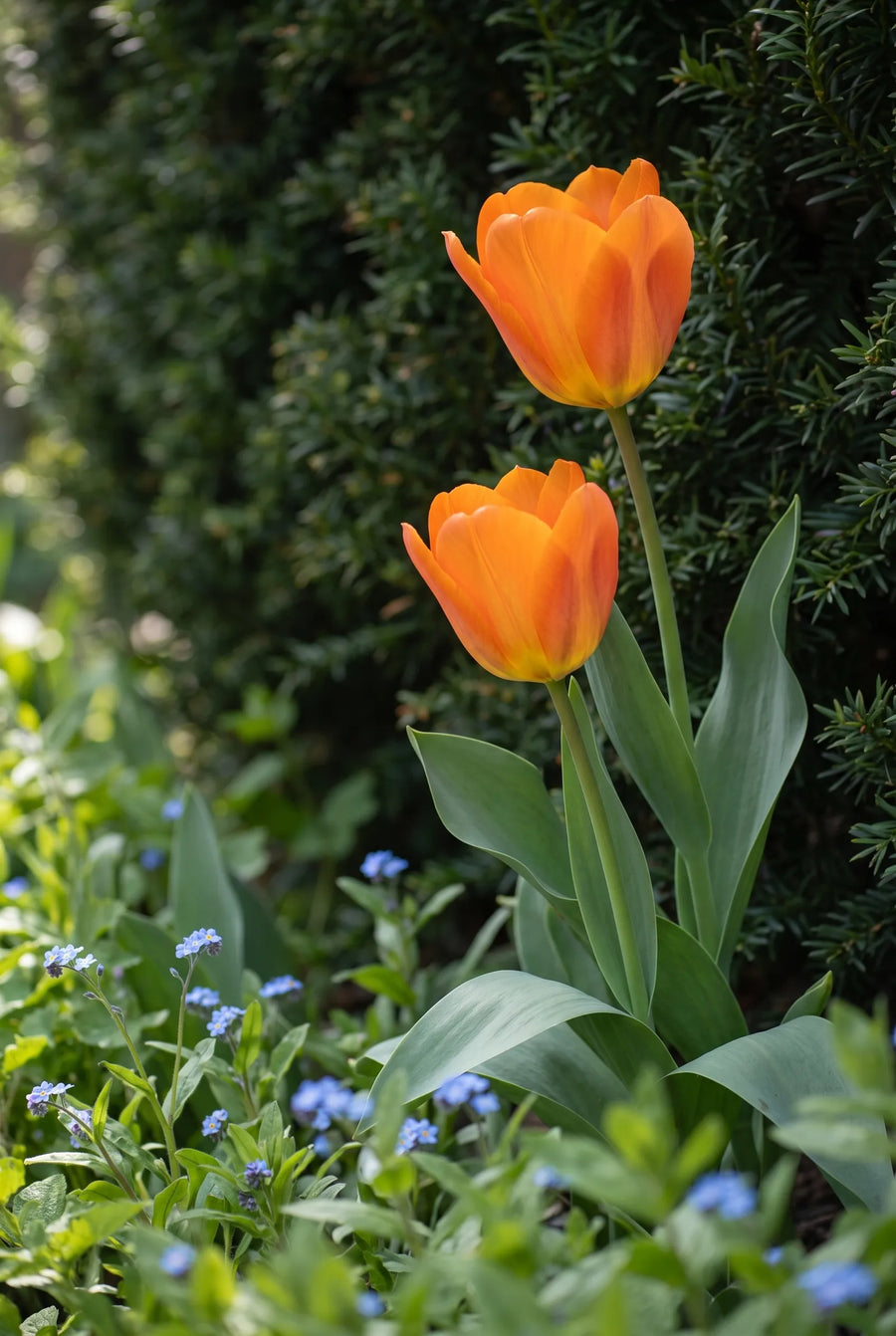 Tulipa Orange Emperor — sfeerbeeld