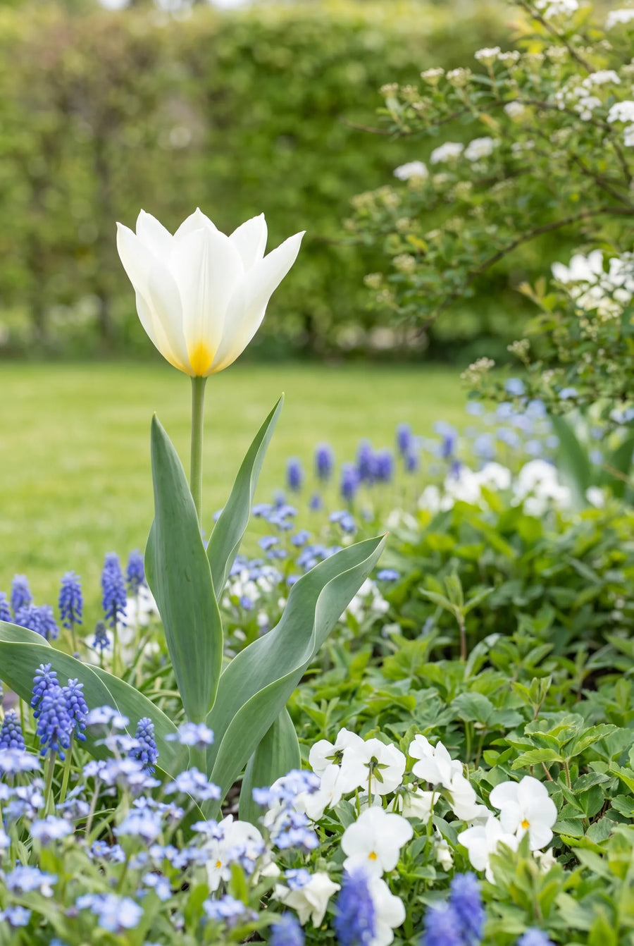 Tulipa Purissima — in de border