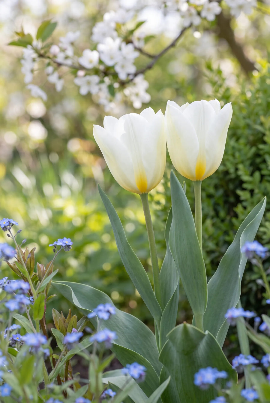 Tulipa Purissima — close-up van de bloem