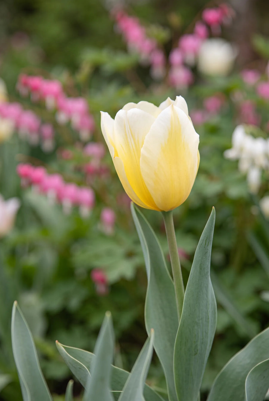 Tulipa Sweetheart — sfeerbeeld
