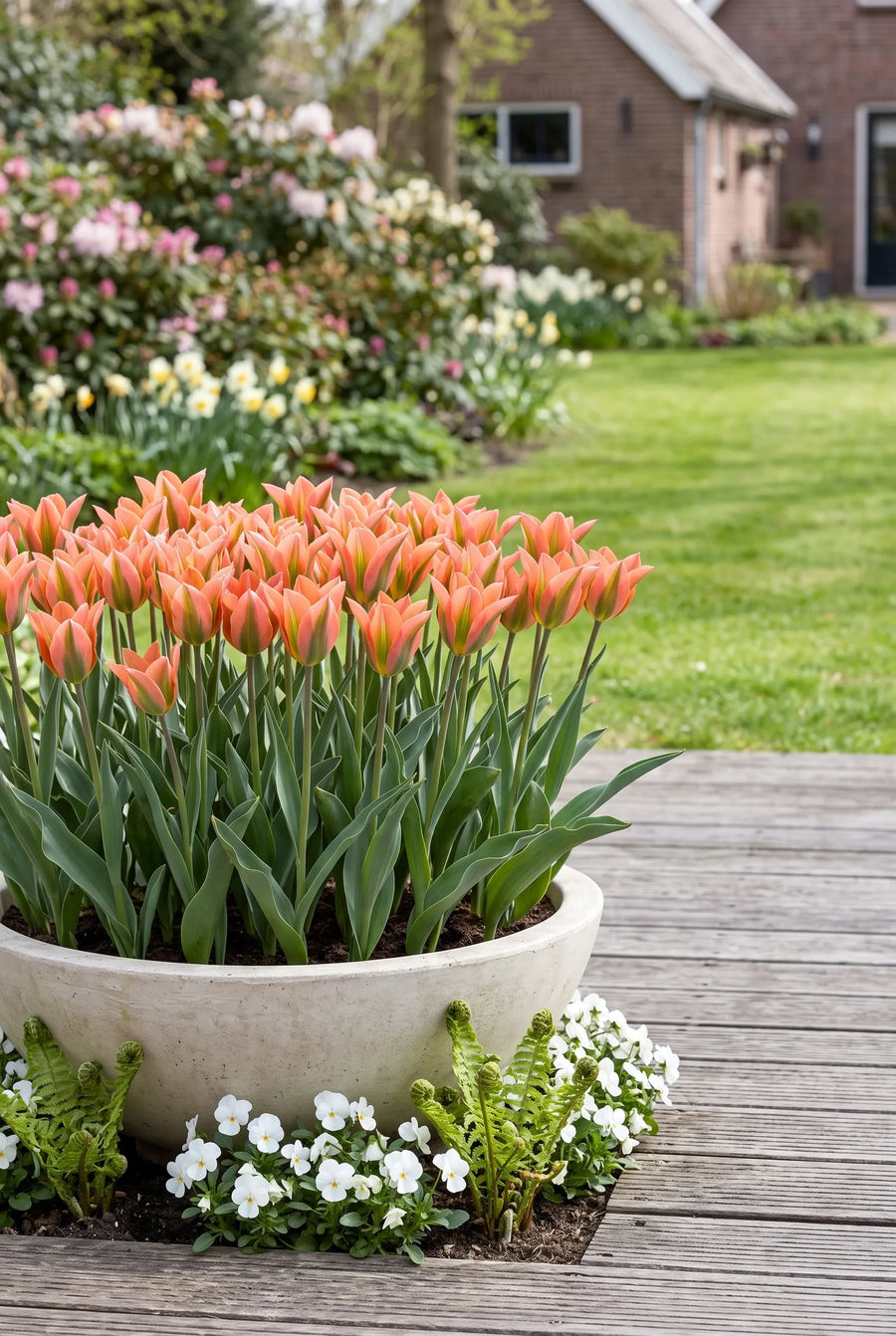 Tulipa Artist — in pot op terras