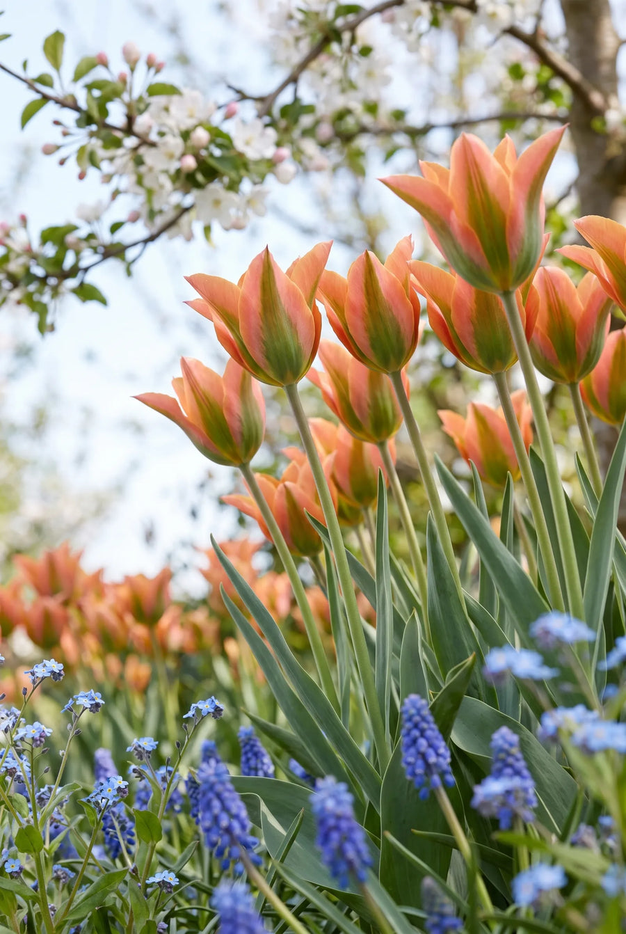Tulipa Artist — in de tuin