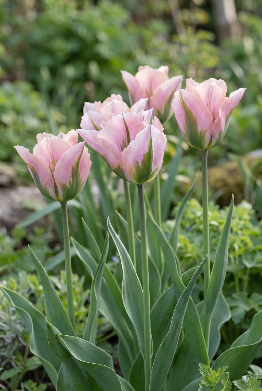 Tulipa China Town — in de border