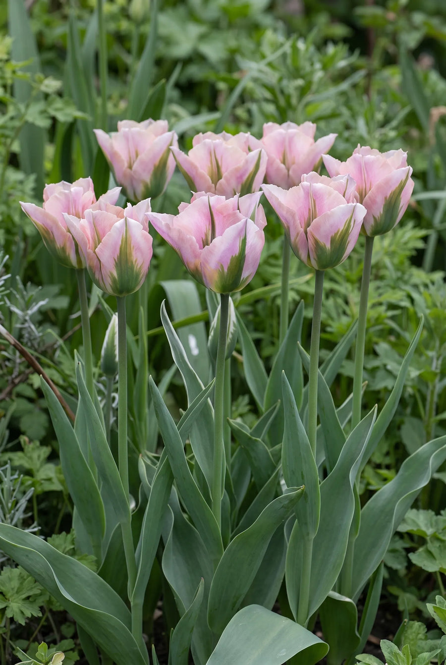 Tulipa China Town — groep in de tuinborder
