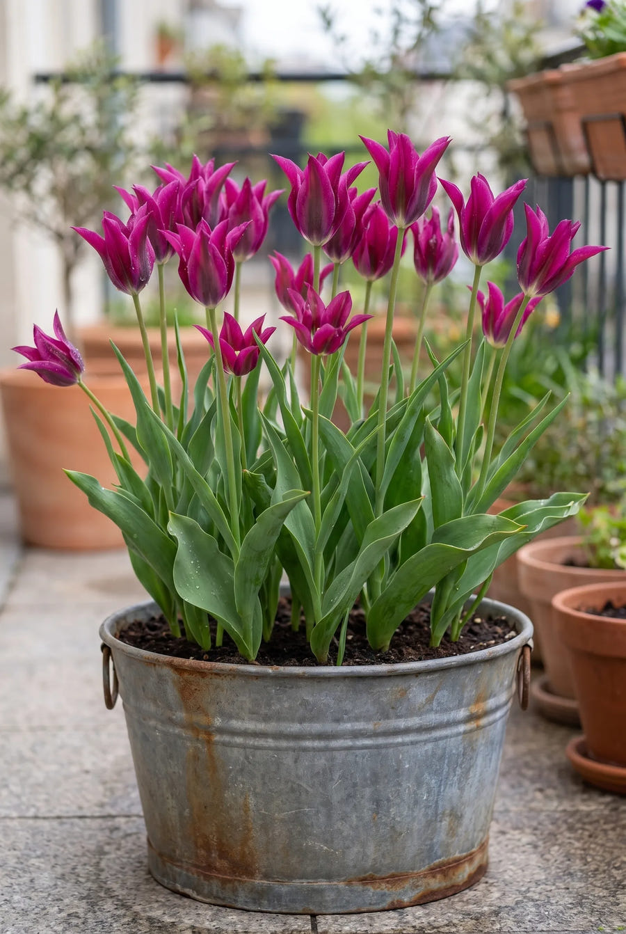 Tulipa Purple Doll — in pot op terras