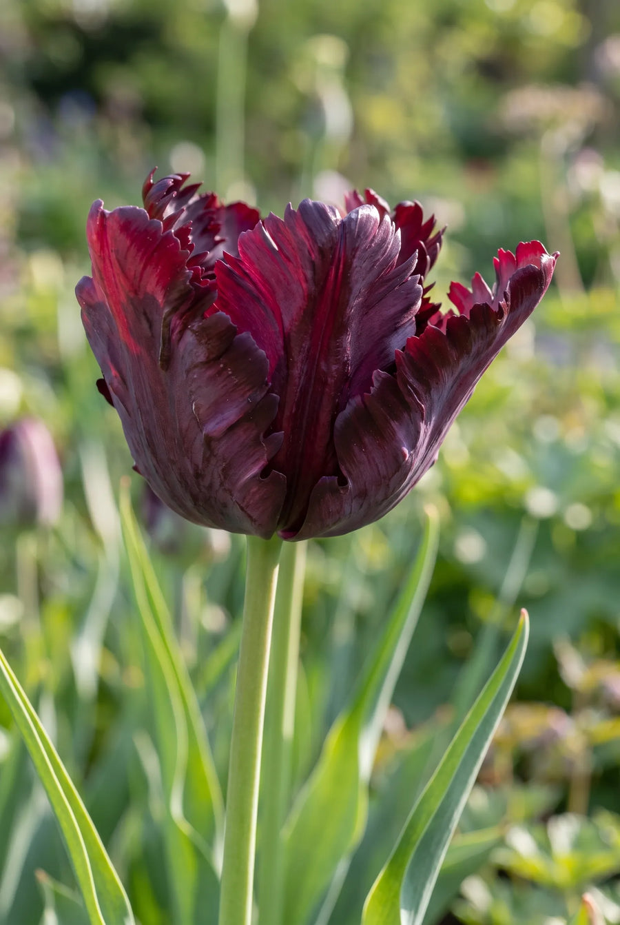 Tulipa Black Parrot — close-up van de bloem