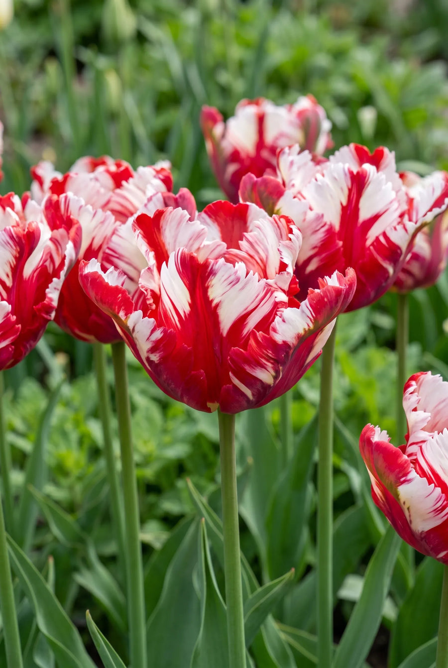 Tulipa Estella Rijnveld — sfeerbeeld