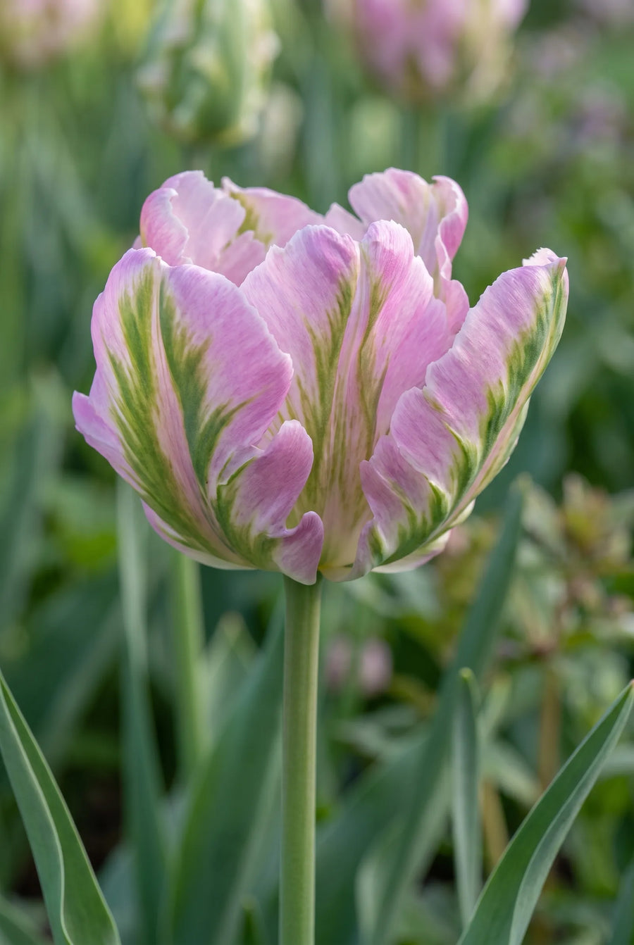 Tulipa Green Wave — close-up van de bloem