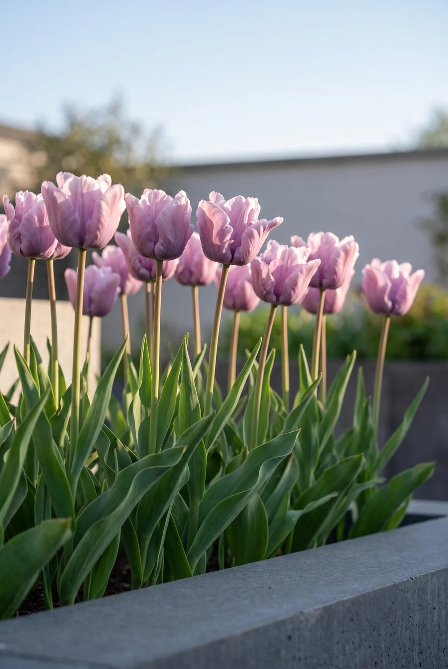 Tulipa James Last — groep in de tuinborder