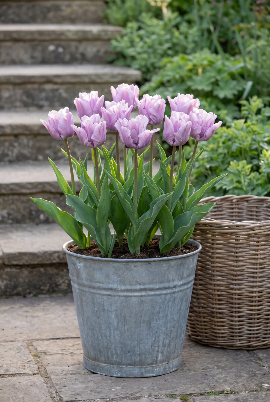 Tulipa James Last — in pot op terras