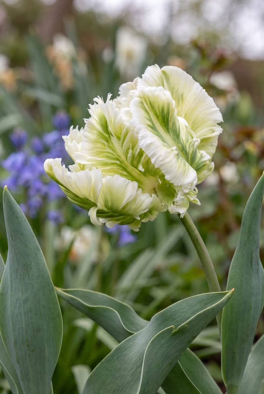Tulipa Super Parrot — sfeerbeeld