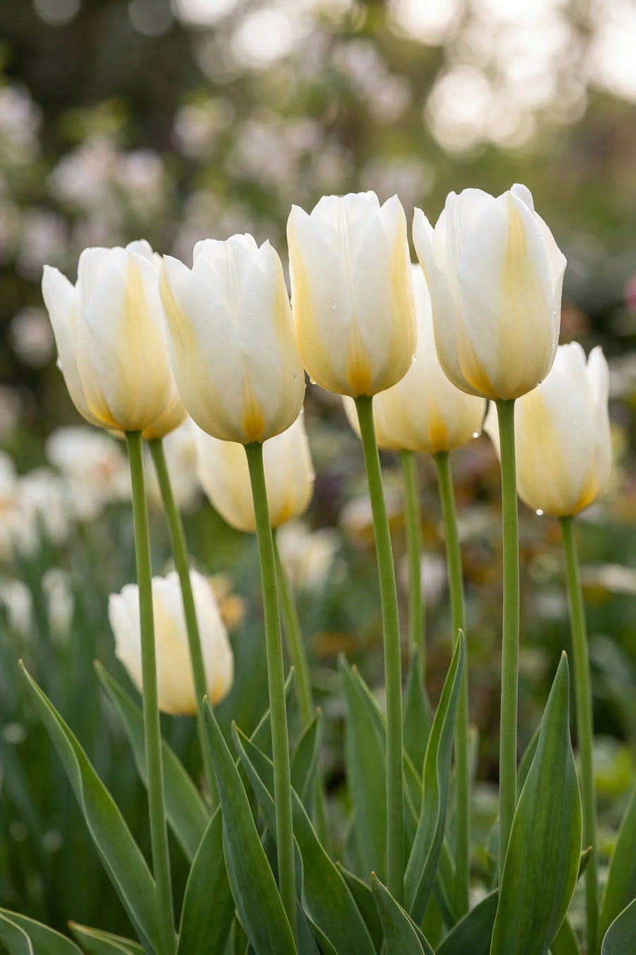 Detail van de bloemblaadjes van Tulipa Alfred Heineken