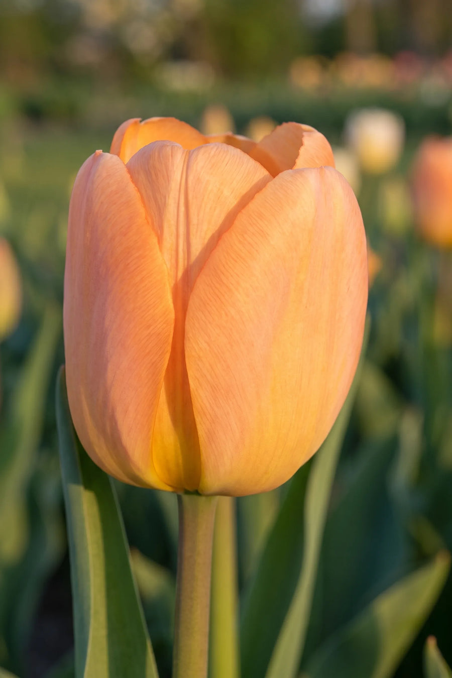 Close-up van de bloem van Tulipa Daydream