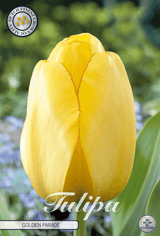 Tulipa Golden Parade