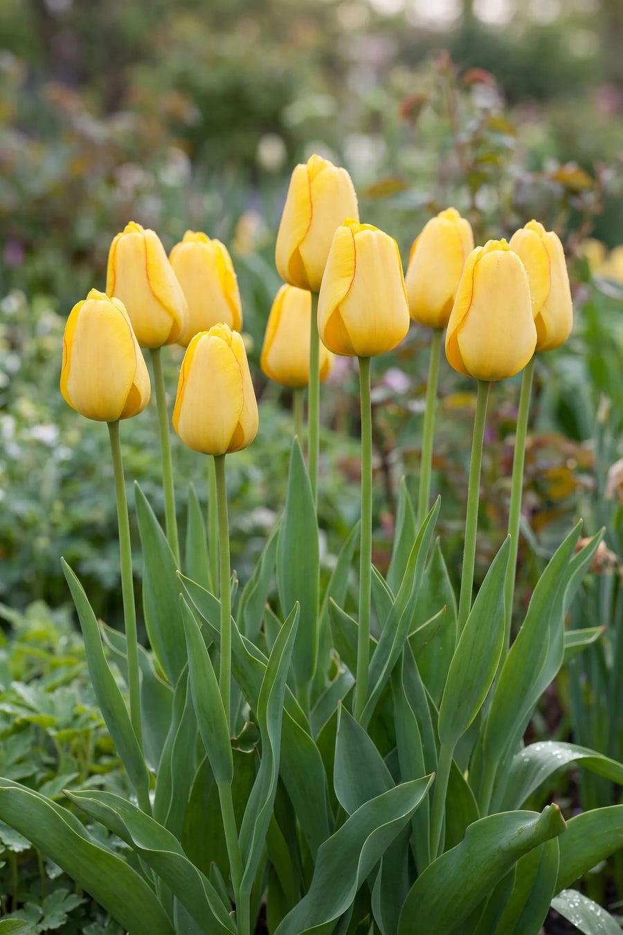 Tulipa Golden Parade — in de border