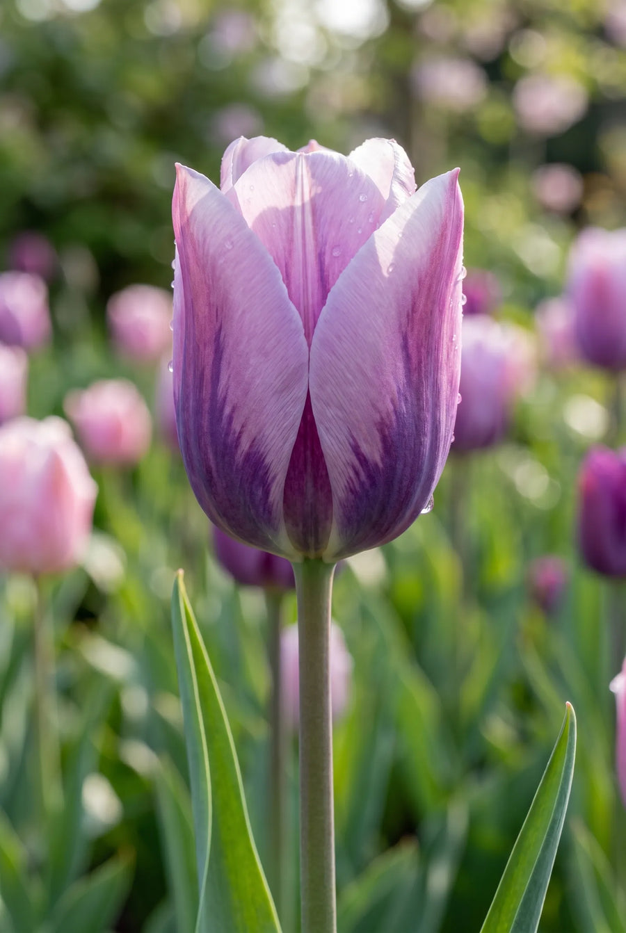 Tulipa Light and Dreamy — close-up van de bloem