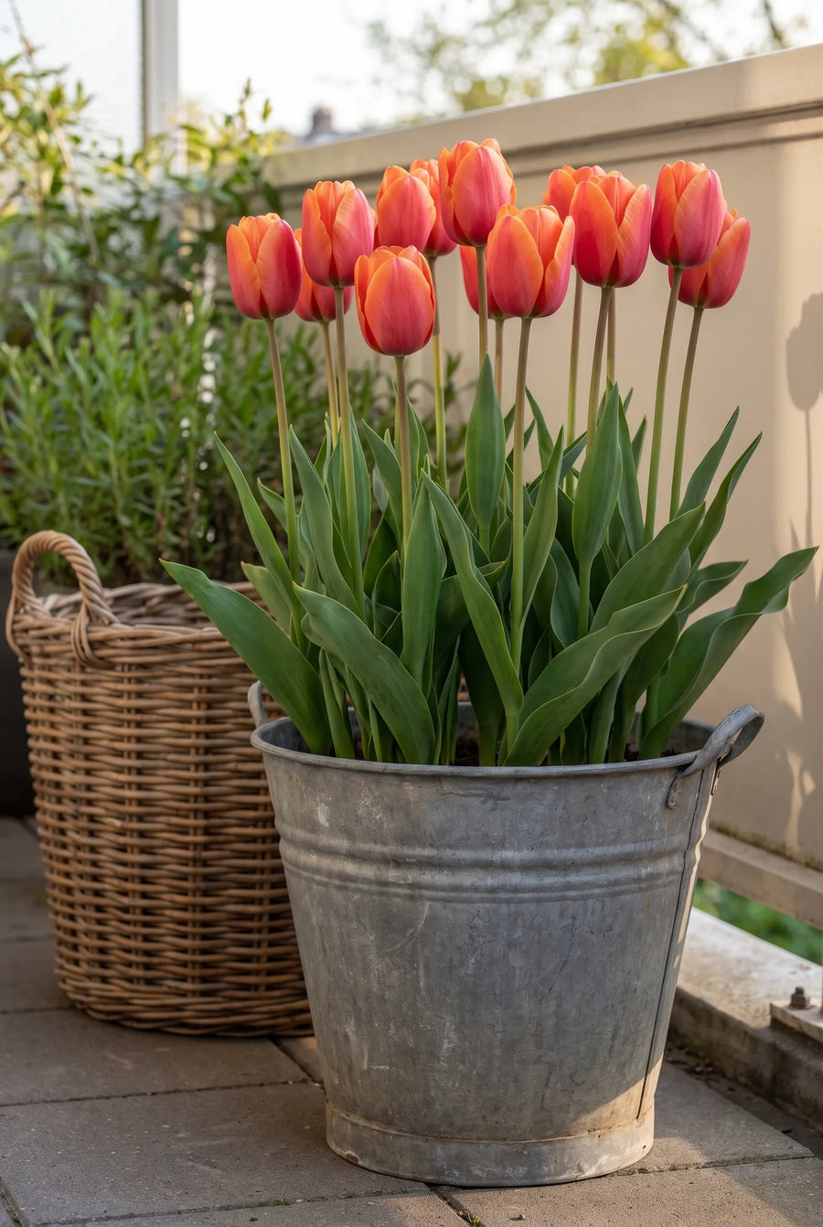Tulipa Miss Brandy — in pot op terras