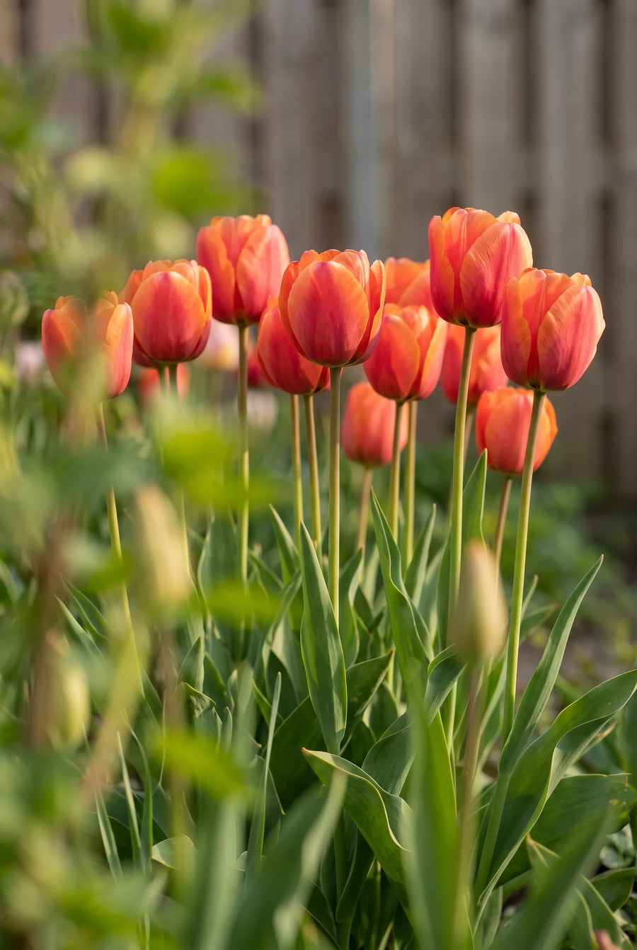 Tulipa Miss Brandy — in de tuin