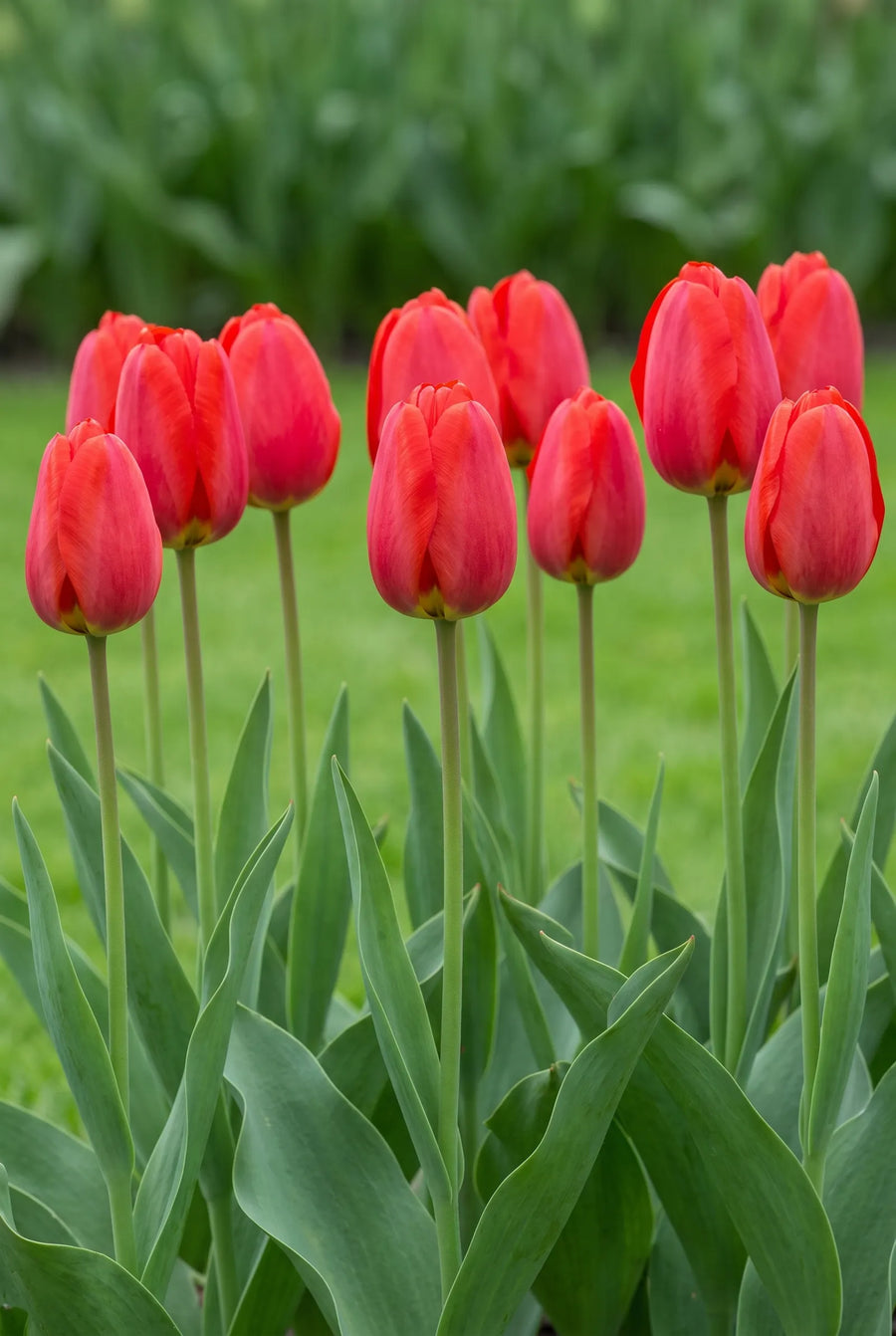 Tulipa Parade — groep in de tuinborder