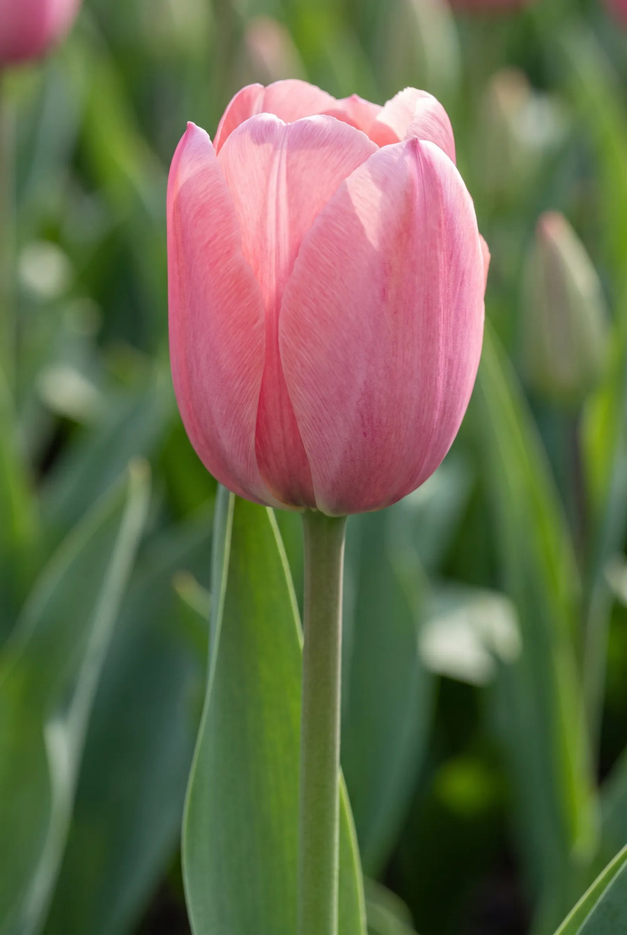 Tulipa Pink Impression — close-up van de bloem